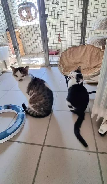 Loki und Alois | Foto: Sabine Pollok