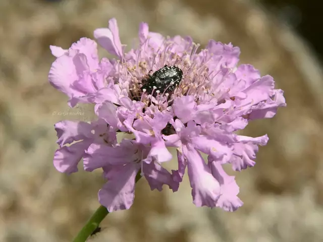 Garten im Jahreslauf (Foto: Katja Woidtke)

Mähfreier Mai und Wildbienenglück - Trauer-Rosenkäfer | Foto: Katja Woidtke