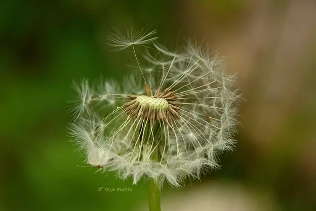 Garten im Jahreslauf (Foto: Katja Woidtke)

Mähfreier Mai und Wildbienenglück - Pusteblume | Foto: Katja Woidtke
