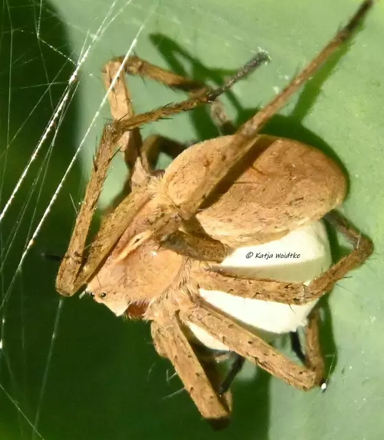 Garten im Jahreslauf (Foto: Katja Woidtke)

Mähfreier Mai und Wildbienenglück | Foto: Katja Woidtke