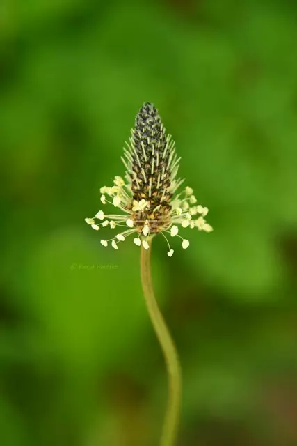 Garten im Jahreslauf (Foto: Katja Woidtke)

Mähfreier Mai und Wildbienenglück  | Foto: Katja Woidtke