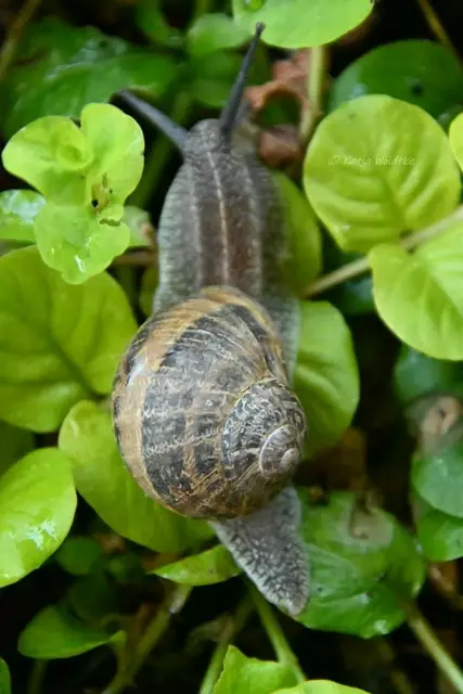 Garten im Jahreslauf (Foto: Katja Woidtke)

Mähfreier Mai und Wildbienenglück | Foto: Katja Woidtke
