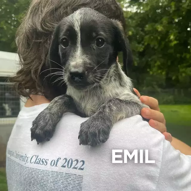 Emil - damals | Foto: Tierheim Höchstädt