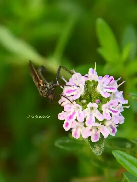 Garten im Jahreslauf (Foto: Katja Woidtke)

Mähfreier Mai und Wildbienenglück | Foto: Katja Woidtke