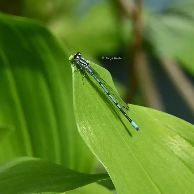Garten im Jahreslauf (Foto: Katja Woidtke)

Mähfreier Mai und Wildbienenglück | Foto: Katja Woidtke