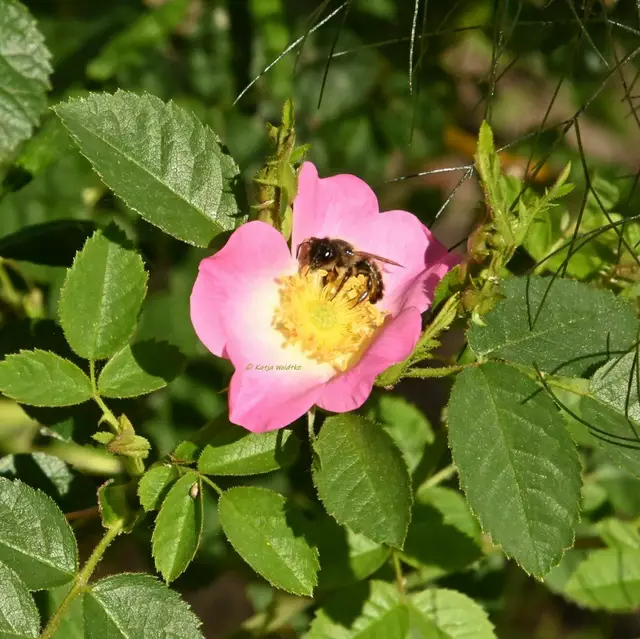 Garten im Jahreslauf (Foto: Katja Woidtke)

Mähfreier Mai und Wildbienenglück | Foto: Katja Woidtke