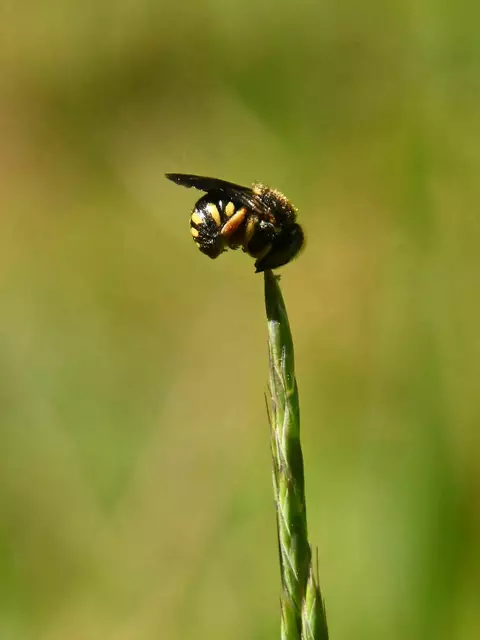 Garten im Jahreslauf (Foto: Katja Woidtke)

Mähfreier Mai und Wildbienenglück - Wollbiene | Foto: Katja Woidtke