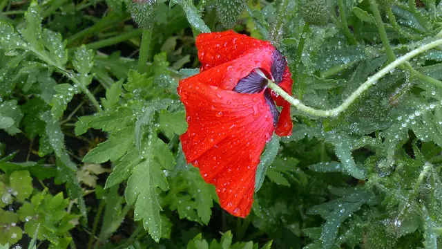 Regentropfen auf dem Klatschmohn. Foto: Helmut Kuzina