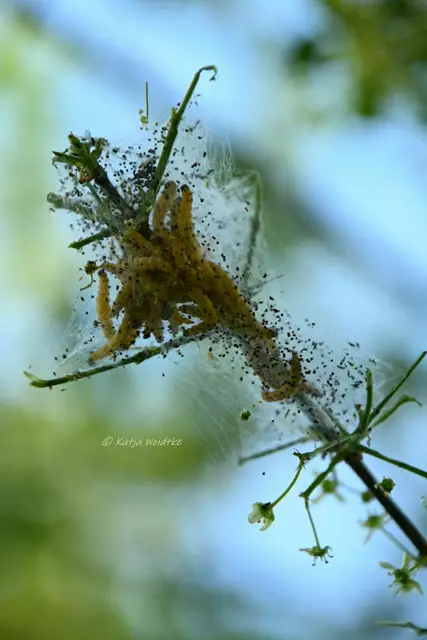 Garten im Jahreslauf (Foto: Katja Woidtke)

Mähfreier Mai und Wildbienenglück - Raupen der Gespinstmotte | Foto: Katja Woidtke