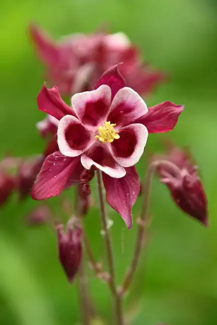 Garten im Jahreslauf (Foto: Katja Woidtke)

Mähfreier Mai und Wildbienenglück - Akelei | Foto: Foto: Katja Woidtke