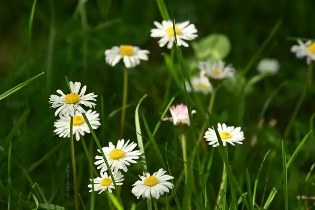 Garten im Jahreslauf (Foto: Katja Woidtke)

Mähfreier Mai und Wildbienenglück - Gänseblümchen | Foto: Katja Woidtke