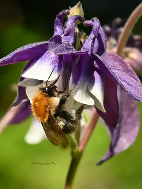 Garten im Jahreslauf (Foto: Katja Woidtke)

Mähfreier Mai und Wildbienenglück | Foto: Katja Woidtke