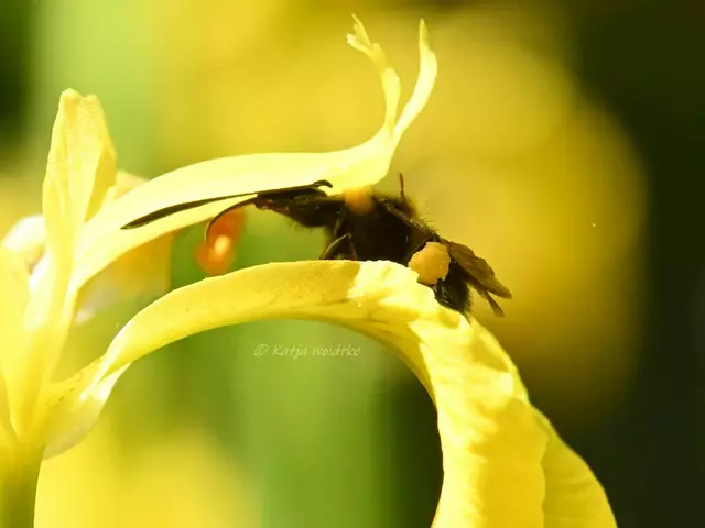Garten im Jahreslauf (Foto: Katja Woidtke)

Mähfreier Mai und Wildbienenglück | Foto: Katja Woidtke