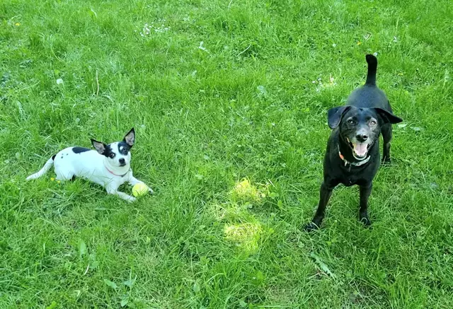 Blacky und Bonny | Foto: Sabine Pollok