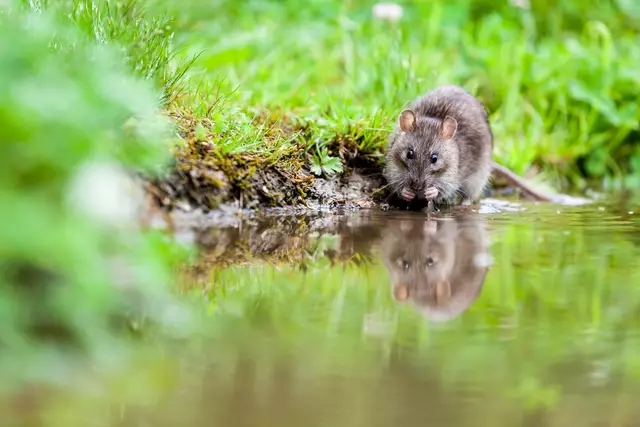 Ratte am Wasser: Mit Rattengift versetzte Köder werden oft in der Nähe von Gewässern ausgebracht. | Foto: Quelle: denoma / Fotolia.com