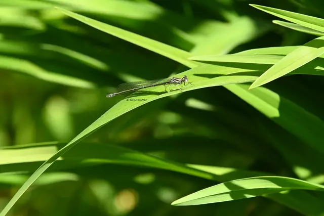 Garten im Jahreslauf (Foto: Katja Woidtke)

Mähfreier Mai und Wildbienenglück | Foto: Katja Woidtke