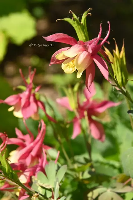 Garten im Jahreslauf (Foto: Katja Woidtke)

Mähfreier Mai und Wildbienenglück - Akelei | Foto: Katja Woidtke