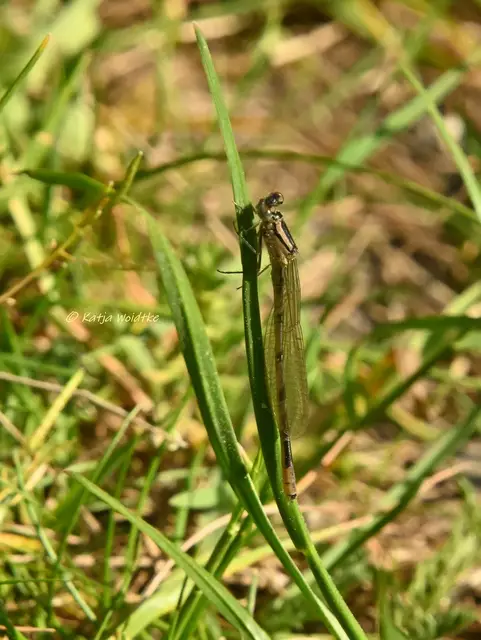 Garten im Jahreslauf (Foto: Katja Woidtke)

Mähfreier Mai und Wildbienenglück | Foto: Katja Woidtke
