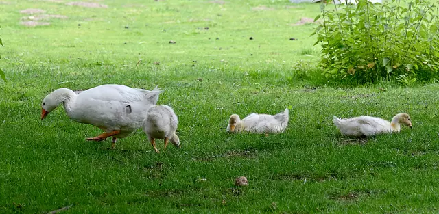Neue Gänsefamilie auf Meyers Hof
