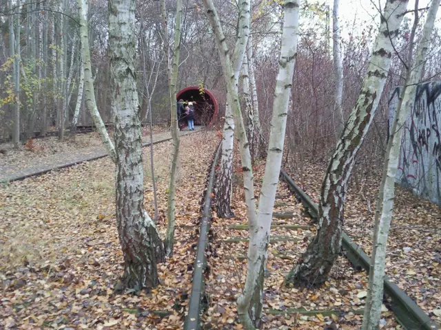 Ehemaliges Bahngelände im Naturpark Südgelände.