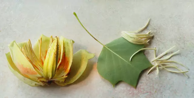 Blüte mit Fruchtkegel und Laubblatt des Liriodendron tulipifera 