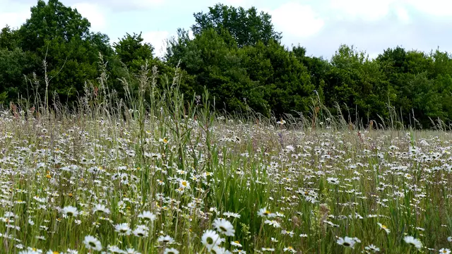 Am westlichen Stadtrand von Wismar blühen Wiesenmargeriten. Foto: Helmut Kuzina