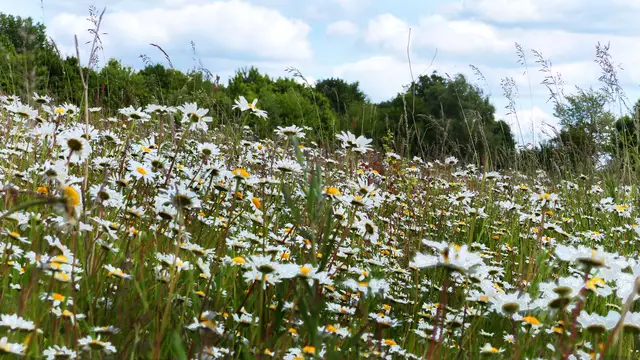 Üppig blühen Wiesenmargeriten in der Hügellandschaft. Foto: Helmut Kuzina