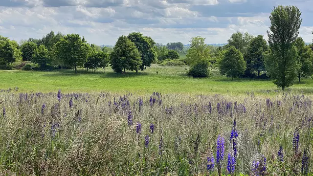 In Nordwestmecklenburg setzen Lupinen mit ihren leuchtenden Blütenkerzen Farbakzente in der leicht hügeligen Landschaft. Foto: Helmut Kuzina