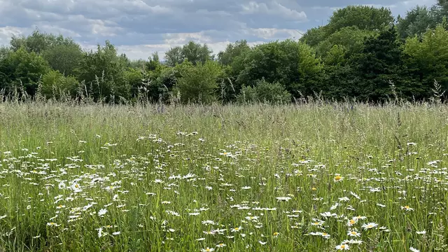 In der Nähe der Feldhecke haben die Wiesenmargeriten einen ausgedehnten Lebensraum erobert. Foto: Helmut Kuzina