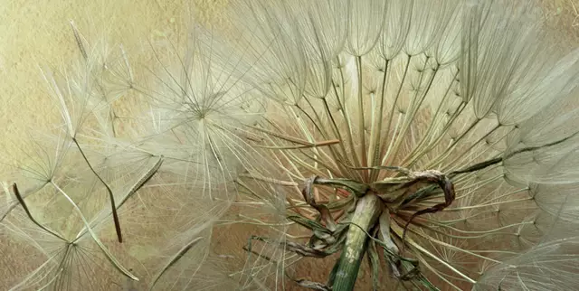 Übrigens: Bis auf die Samen sind alle Teile der Pflanze essbar. Die jungen Triebe und Blütenknospen werden gern gedünstet oder gebraten als Spargelersatz verwendet.