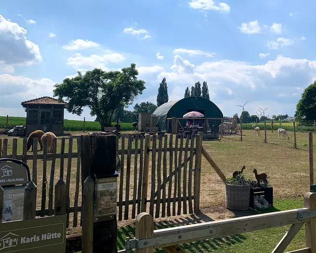 Alpakas in Schulenburg