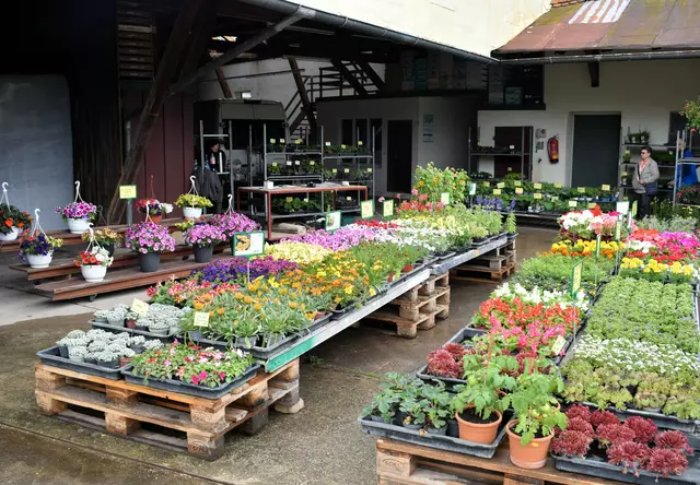 Viele Blumen im Angebot | Foto: Walter Trettwer