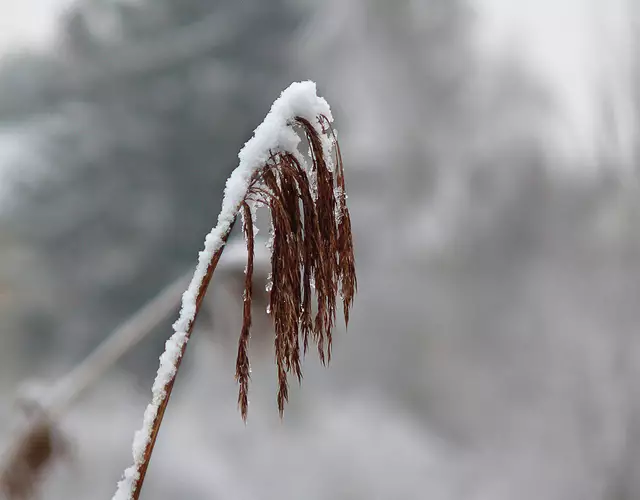 Nahaufnahmen von Pflanzen im Winter können auch interessante Bilder ergeben.