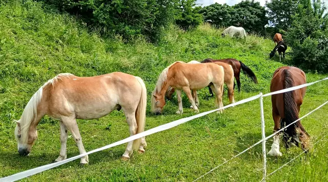 Auf dem Erlinger Schlittenberg neben dem Sportgelände fühlt sich eine Gruppe Pferde verschiedenster Züchtungen unter schattenspendenden Bäumen und Sträuchern beim Grasen sichtlich wohl. | Foto: Peter Heider