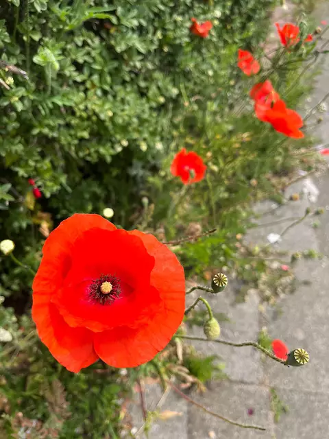 Knallrot leuchtend: Klatschmohn