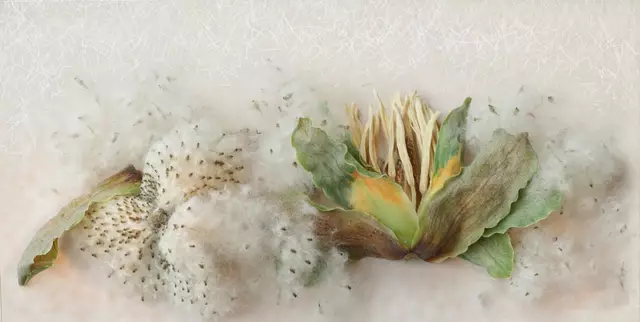Samen der 'Schein-Anemone' (Anemonopsis macrophylla) und welke 'Tulpenbaumblüte' (Liriodendron tulipifera). - Sinnbild für Wachstum, Veränderung und Vergänglichkeit.
