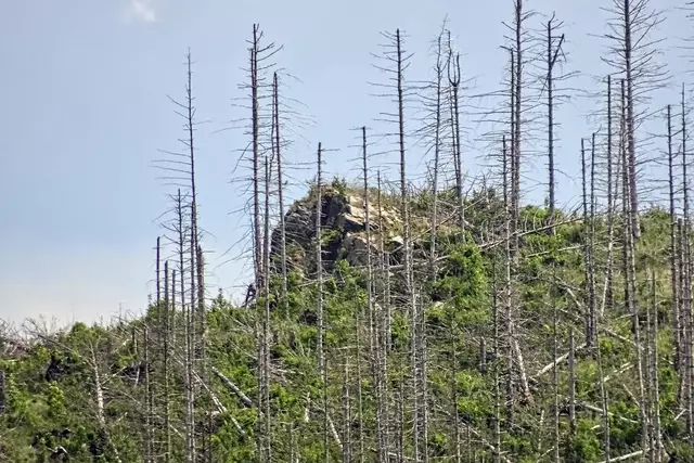 an diesem Felsvorsprung befand sich die, bereits um 1700 wüste, Susenburg. Noch vor wenigen Jahren war der Felsen, durch den vorherrschenden Fichtenwald, von der Überleitungssperre nicht zu sehen.
