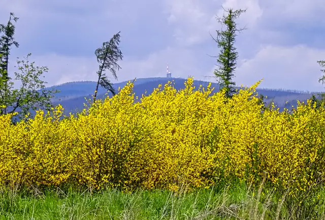 Ginsterbusch mit  wolkenverhangenen Brocken 