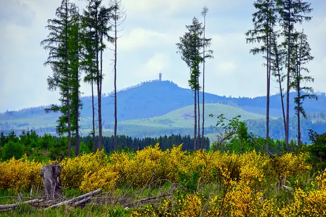 Wurmberg
