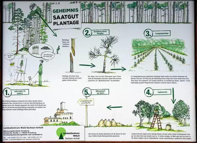 auf dem Weg von der Überleitungssperre zur Königsburg befindet sich eine Saatgutplantage