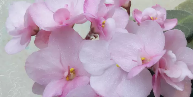 In der Vergangenheit wurde Rosa oft mit Weiblichkeit und Kindlichkeit in Verbindung gebracht, insbesondere ab den 1920er Jahren und heute eher mit den Eigenschaften wie Romantik, Sensibilität und Einfühlsamkeit.