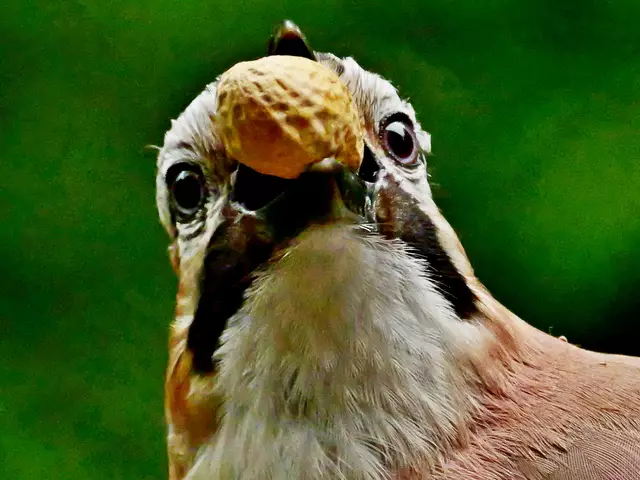 Gute Nuss, die nehme ich 