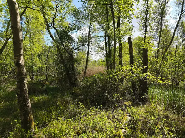 Urwald pur | Foto: Shima Mahi