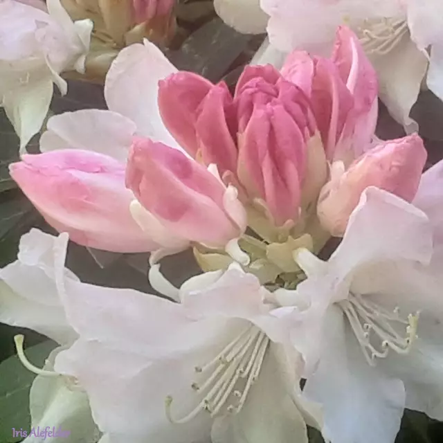 Foto: Iris Alefelder