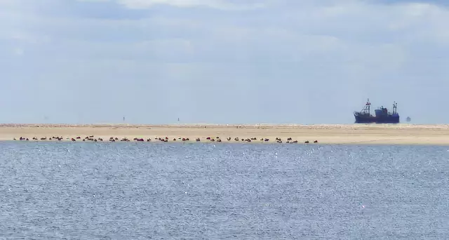 Die Seehundssandbank: In der Ferne ruhen sich die Seehunde aus. | Foto: Shima Mahi