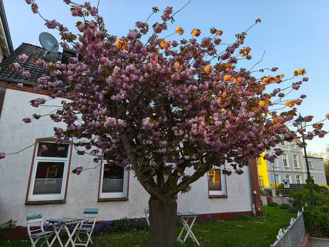 Wunderschöner Baum | Foto: Shima Mahi