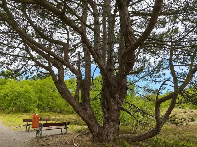 Toller Baum: Hier ruht man sich gerne aus. | Foto: Shima Mahi