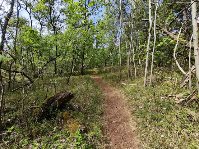 Wieder in der "Greunen Stee": Ein Pfad durch den Urwald | Foto: Shima Mahi