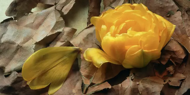 Welke Tulpenblüte auf Schirmmagnolienlaub