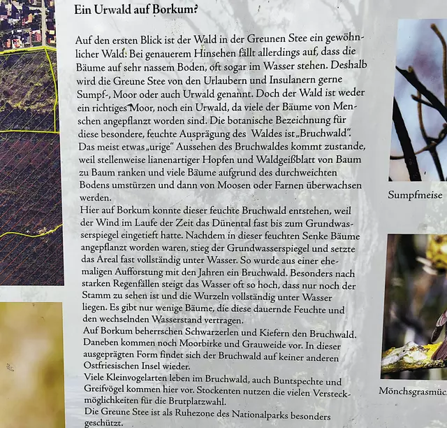 Info über die "Greune Stee" | Foto: Shima Mahi